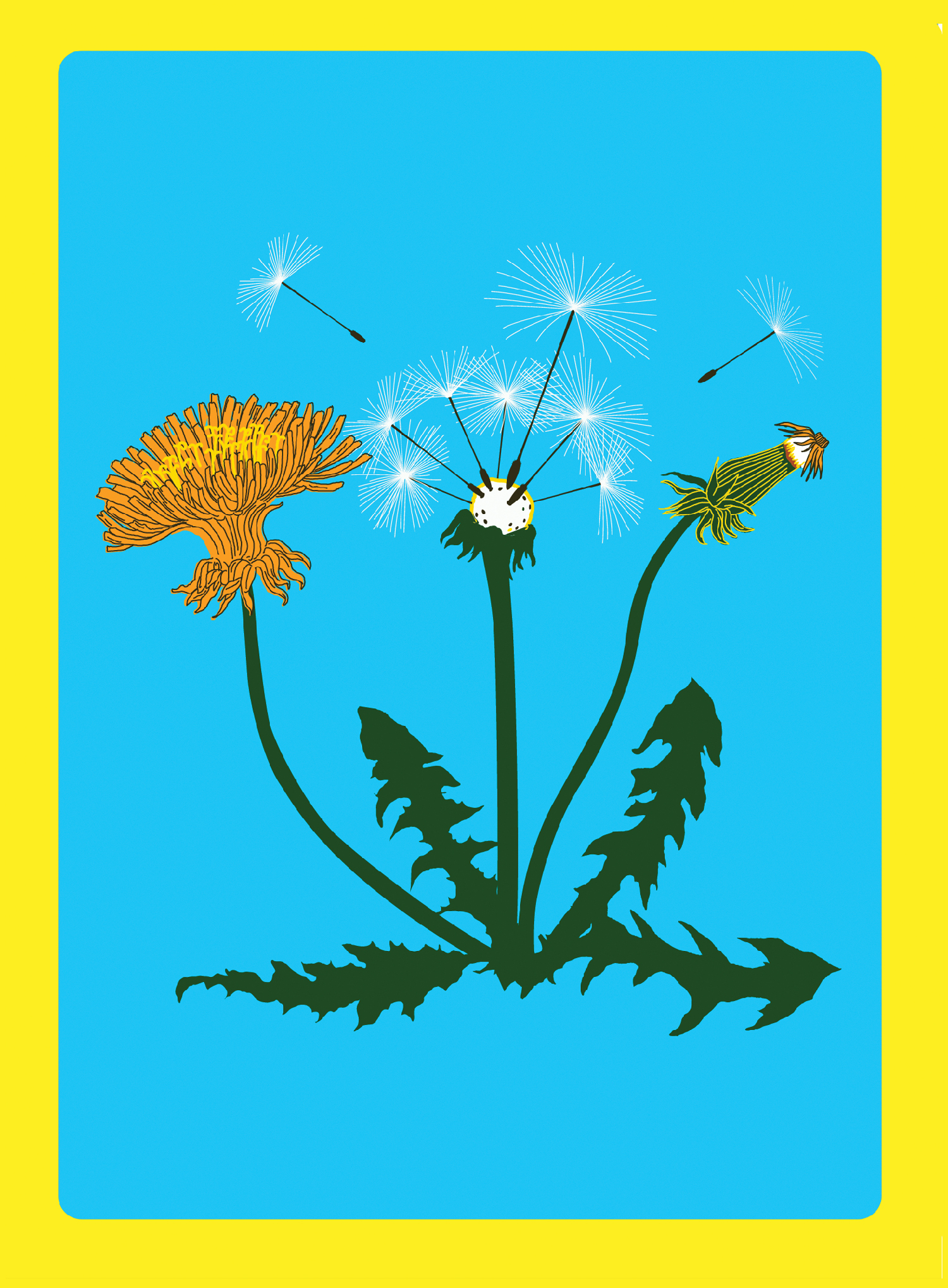Dandelion simplified illustration in color
