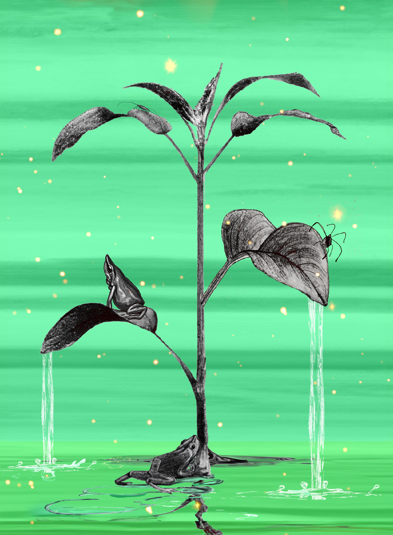 pencil drawing of an upright leafy plant with a frog on a leaf, another frog at the stem, and a spider crawling up another leaf