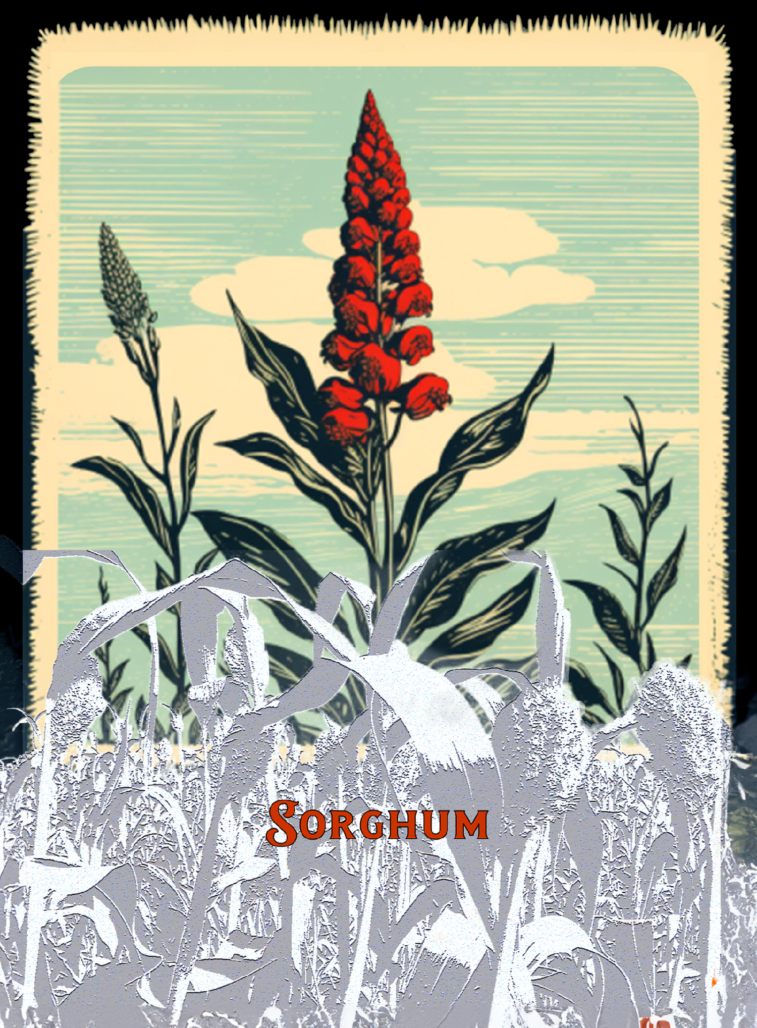 Sorghum: flowering plant woodcut graphic with high contrast leaves overlaid
